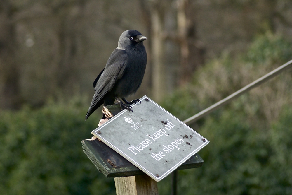 Cheeky Crow