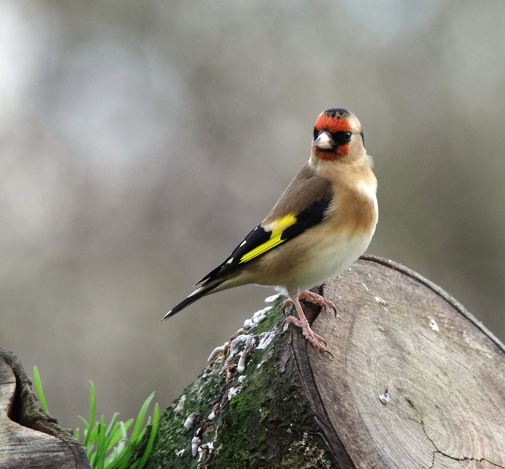Goldfinch