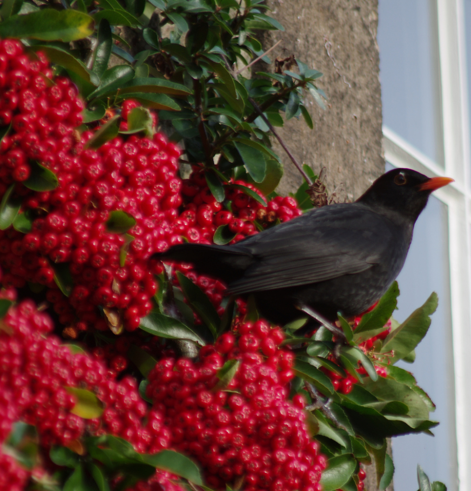 Mr Blackbird