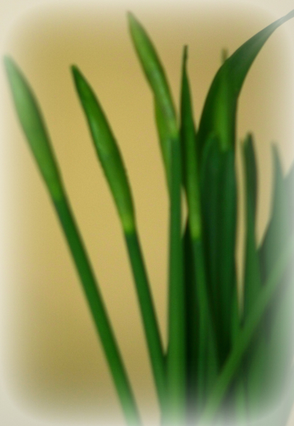 A touch of spring