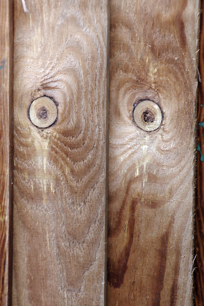 Barn Owl
