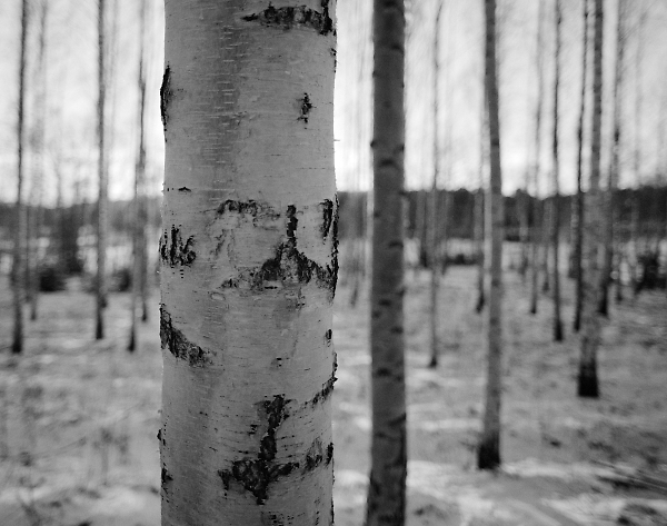 Birches