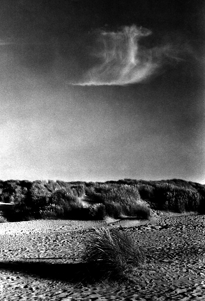 BirdCloud Echo GrassSand