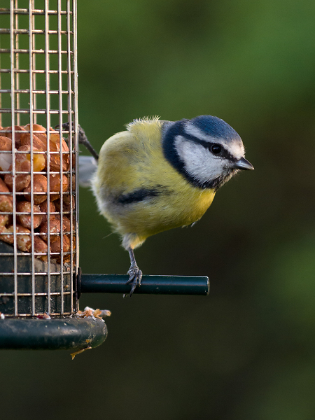 Blue tit, doing the splits