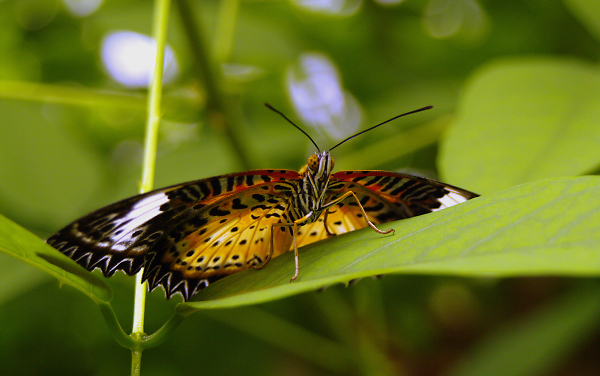 Butterfly Farm