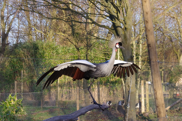 crowned crane