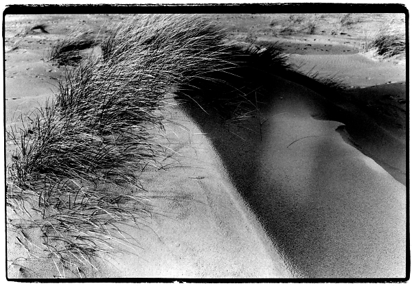 Dune/Grass