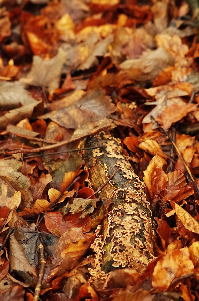 Forest floor