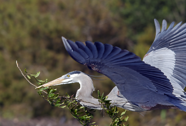 Great Blue