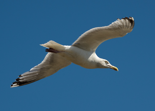 Gull, Old Felixstowe