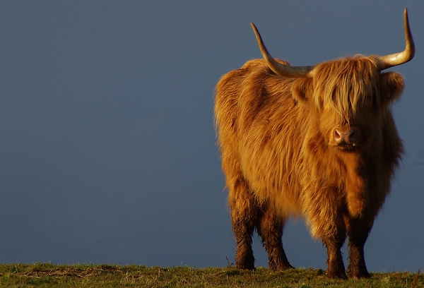 highland cow with low sun