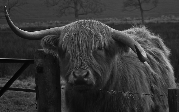 Highland Cow