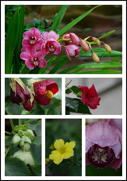 I love flowers