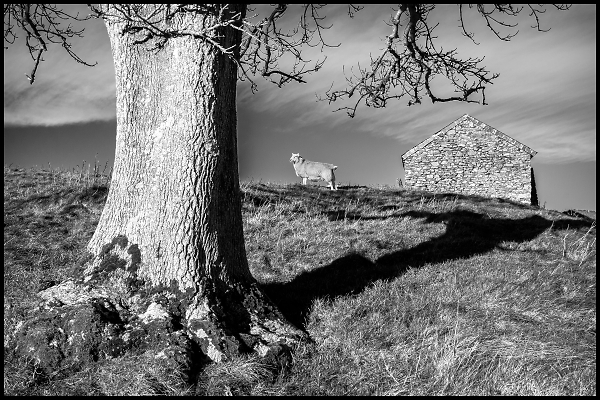Lone Sheep on Countisbury Hill