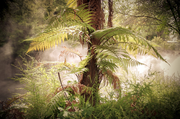 Old World Fern in Thermal Area