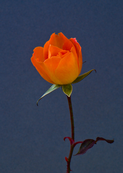 Orange and Blue