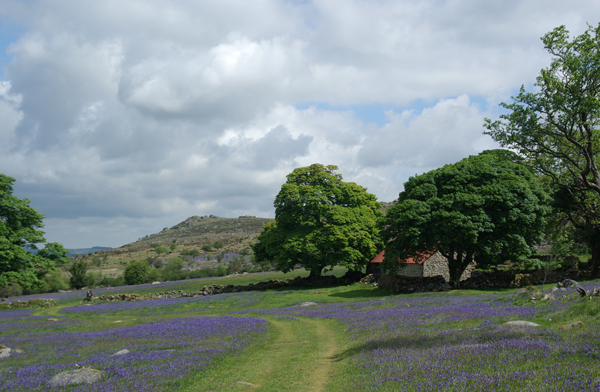 Red Barn & Bluebells.