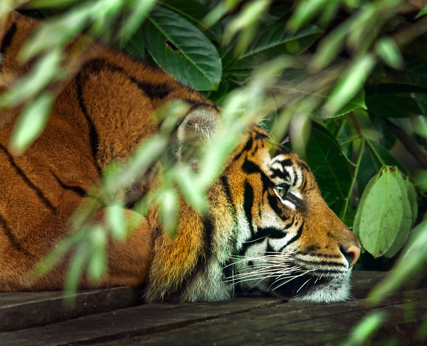 Resting