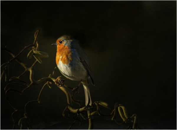 Robin