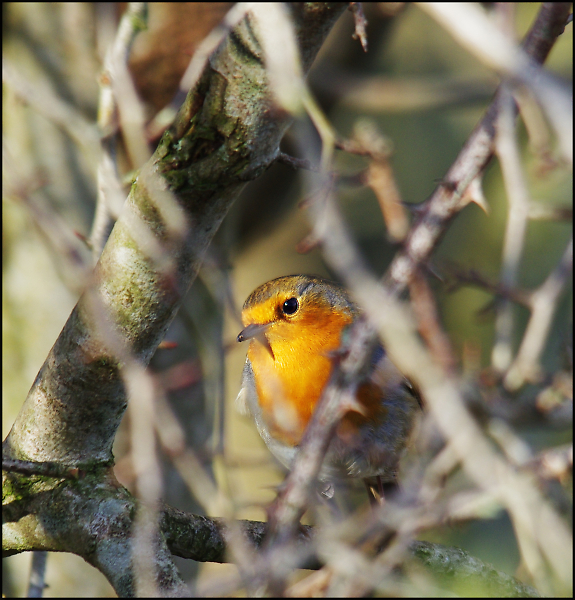 Robin