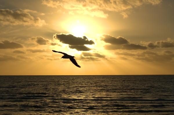 Seagull in the dying rays