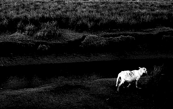 Little Sheep Lonesomely