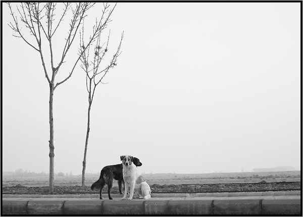 Stray Dogs