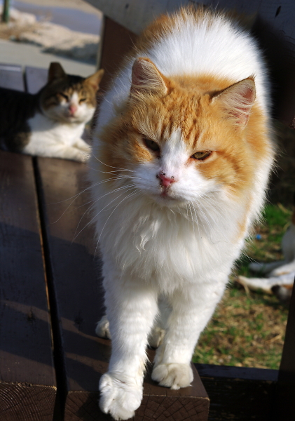 two cats