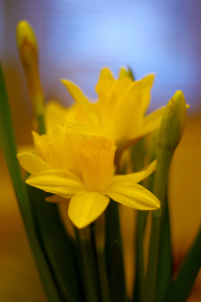 Yesterdays Daffs open today !