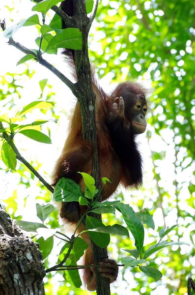 Young Adult Orngutang