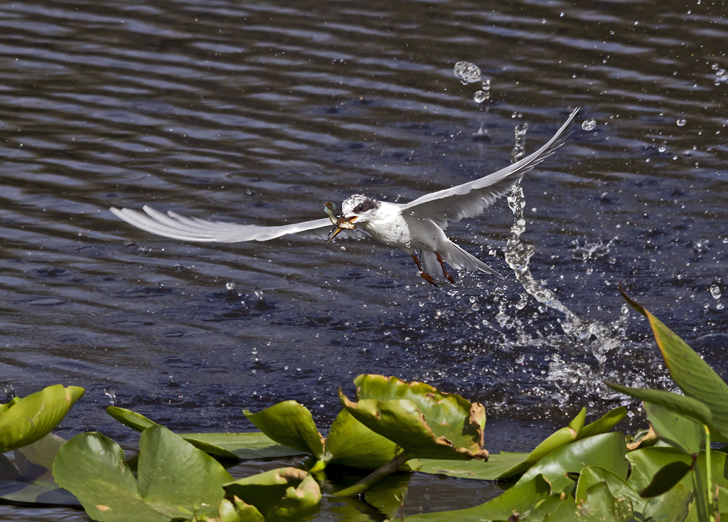 Foster'sTern