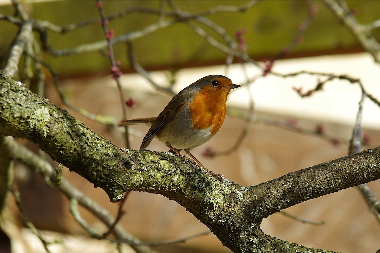 Robin in the garden