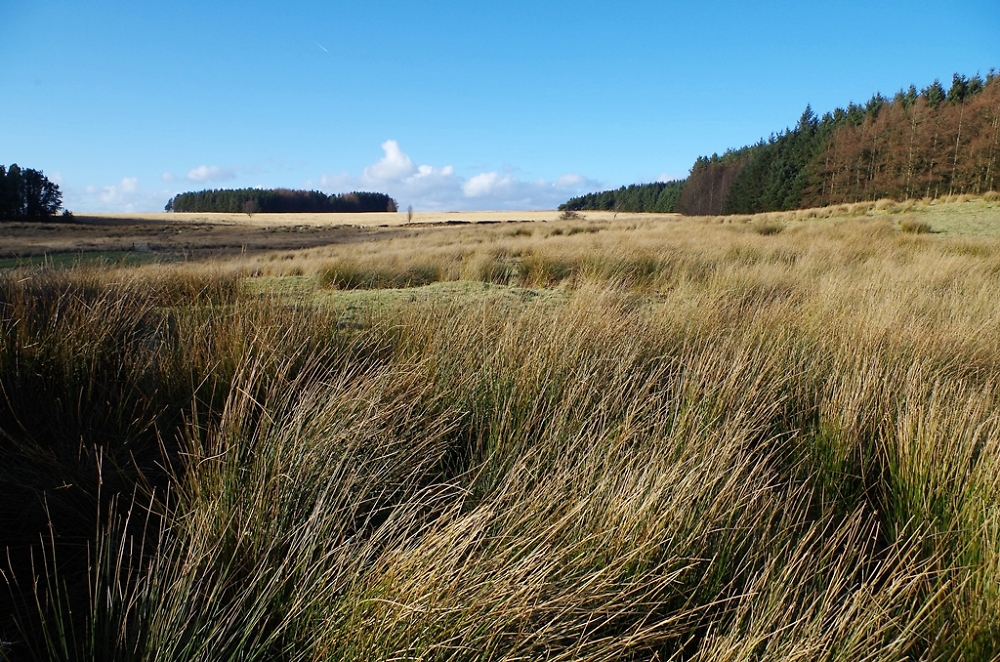 Bingley Moor