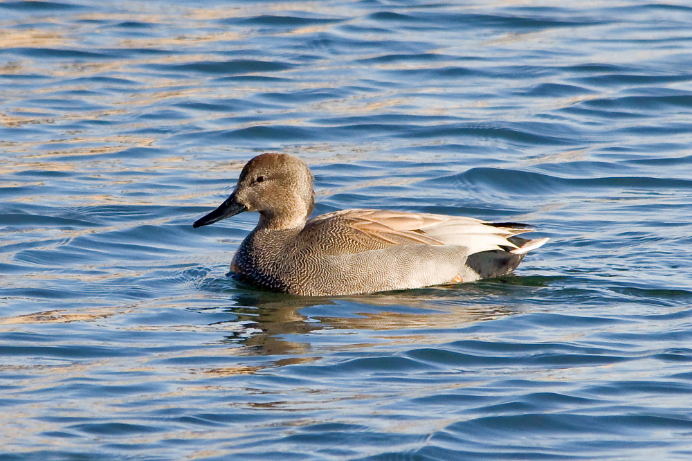 Gadwall