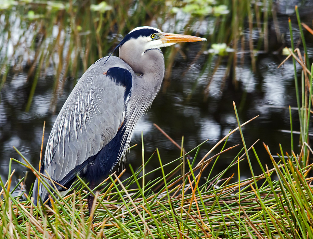 Great Blue Heron Profile