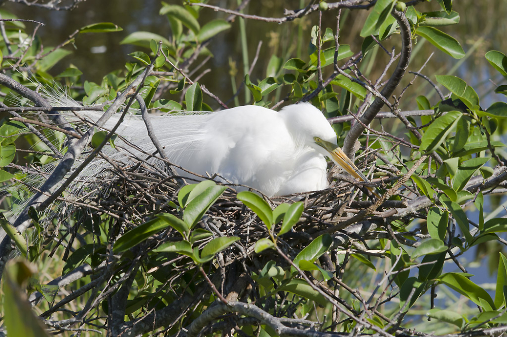 Great Egret On Eggs