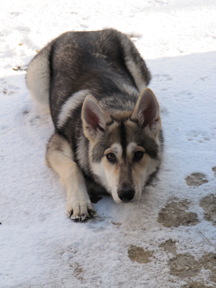 Max the Northern Inuit in the Snow