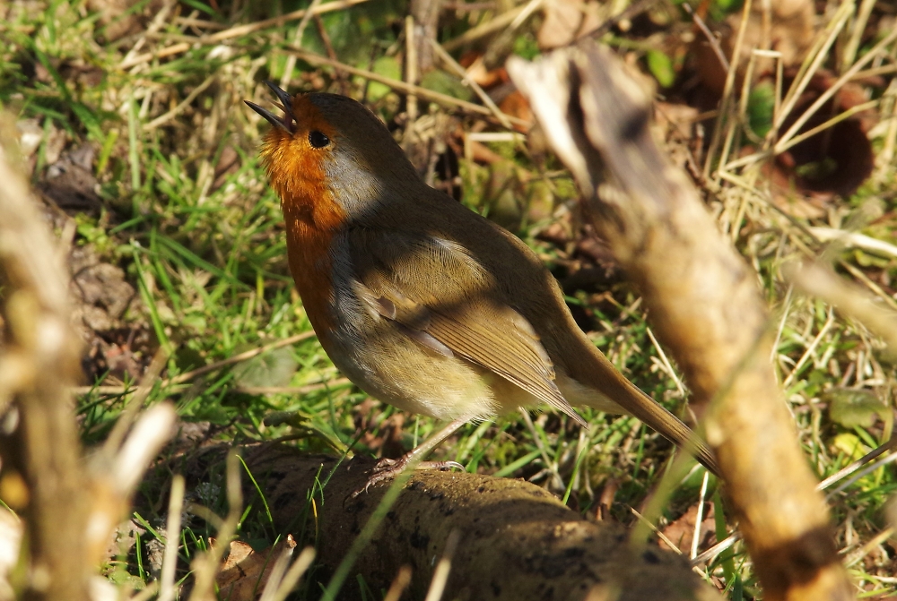 Robin @ Minsmere