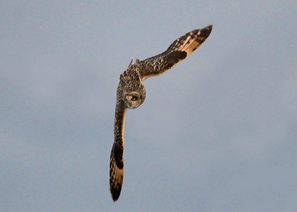 Short Eared Owl