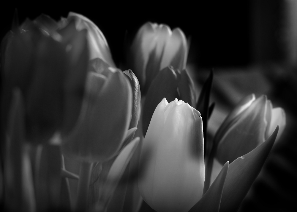Tulips for Grey