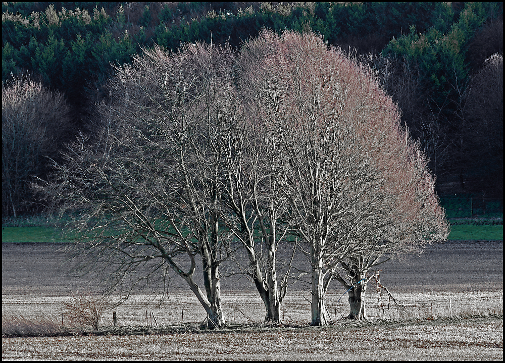 Winter Beeches.