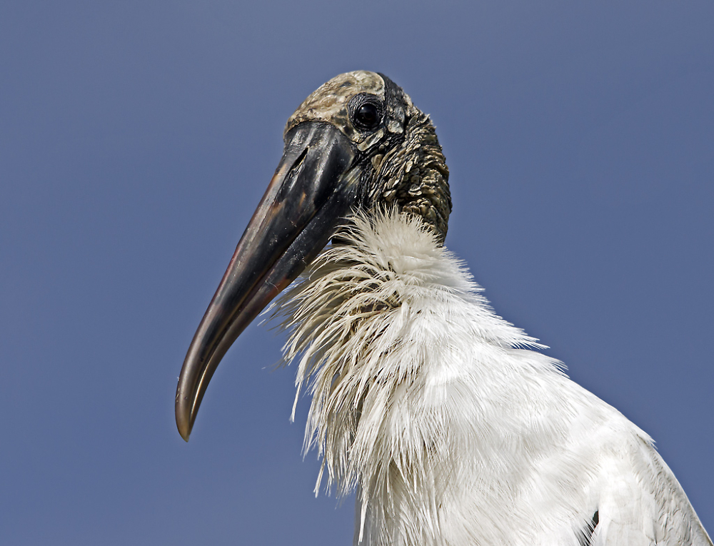 Wood Stork Portrait