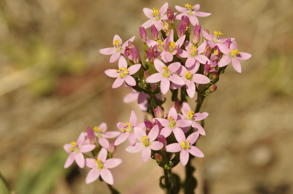 A small wildflower