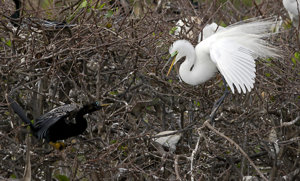 Anhinga - Great Egret