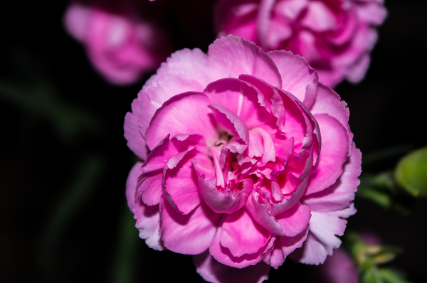Carnation