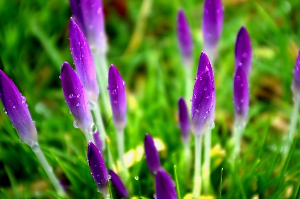 Crocus