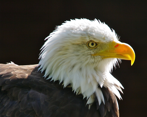 Eagle eyed