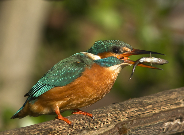 Eating Lunch