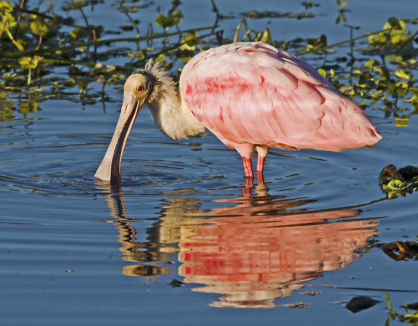 Feeding Spoonbill