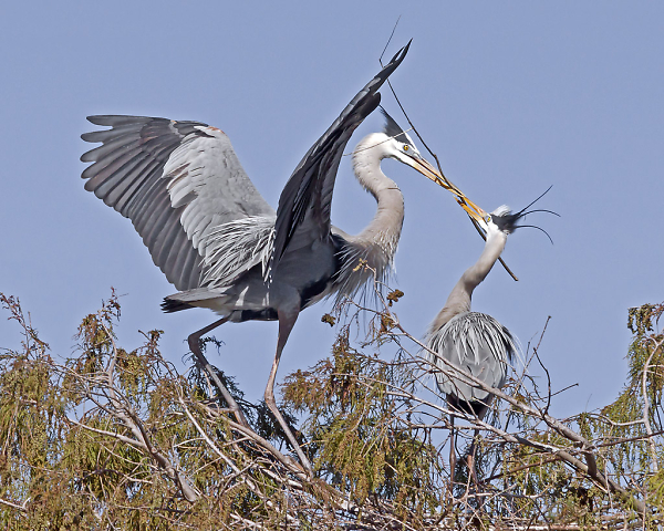 Great Blue Exchange